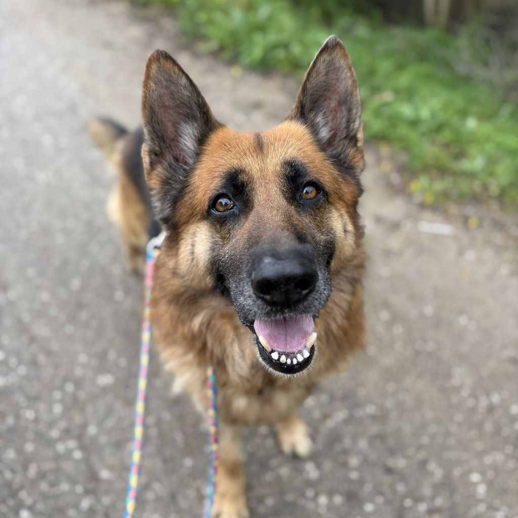 Deutscher Schäferhund Cielo, 02/2022, ca. 65 cm