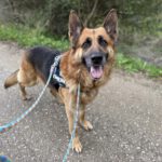 Deutscher Schäferhund Cielo, 02/2022, ca. 65 cm