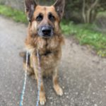 Deutscher Schäferhund Cielo, 02/2022, ca. 65 cm