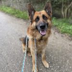 Deutscher Schäferhund Cielo, 02/2022, ca. 65 cm