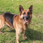 Deutscher Schäferhund Cielo, 02/2022, ca. 65 cm