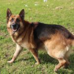 Deutscher Schäferhund Cielo, 02/2022, ca. 65 cm