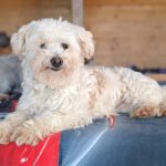 Malteser Cindy, ca. 06/2023, ca. 28 cm, 29690 Büchten