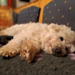 Malteser Cindy, ca. 06/2023, ca. 28 cm, 29690 Büchten