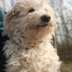 Malteser Cindy, ca. 06/2023, ca. 28 cm, 29690 Büchten