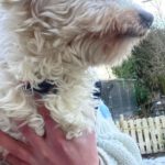 Malteser Cindy, ca. 06/2023, ca. 28 cm, 29690 Büchten