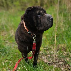 Shar Pei Coca, 09/2021, ca. 45 cm, 31188 Holle-Heersum