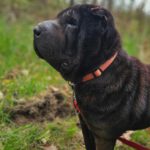 Shar Pei Coca, 09/2021, ca. 45 cm, 31188 Holle-Heersum