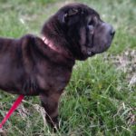 Shar Pei Coca, 09/2021, ca. 45 cm, 31188 Holle-Heersum