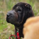 Shar Pei Coca, 09/2021, ca. 45 cm, 31188 Holle-Heersum