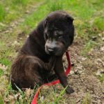 Shar Pei Coca, 09/2021, ca. 45 cm, 31188 Holle-Heersum