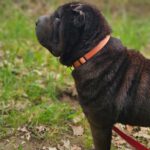 Shar Pei Coca, 09/2021, ca. 45 cm, 31188 Holle-Heersum