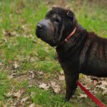 Shar Pei Coca, 09/2021, ca. 45 cm, 31188 Holle-Heersum