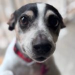 Bodeguero Cody, 05/2014, ca. 40 cm