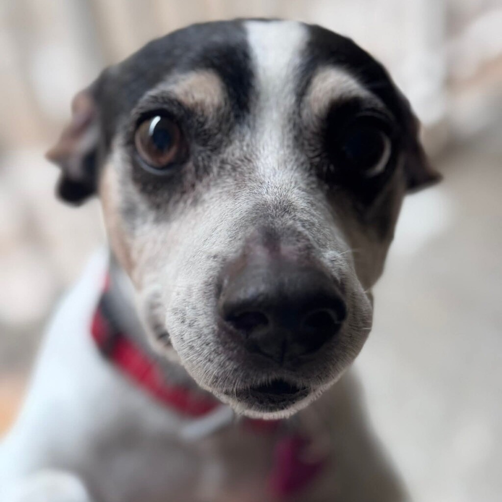 Bodeguero Cody, 05/2014, ca. 40 cm