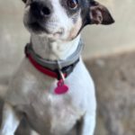 Bodeguero Cody, 05/2014, ca. 40 cm