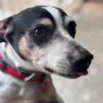 Bodeguero Cody, 05/2014, ca. 40 cm