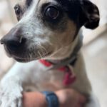 Bodeguero Cody, 05/2014, ca. 40 cm