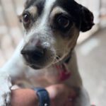 Bodeguero Cody, 05/2014, ca. 40 cm