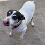 Bodeguero Cody, 05/2014, ca. 40 cm