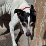 Bodeguero Cody, 05/2014, ca. 40 cm