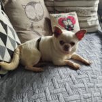 Chihuahua Copito, 12/2020, ca. 25 cm, 29303 Lohheide