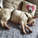 Chihuahua Copito, 12/2020, ca. 25 cm, 29303 Lohheide