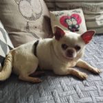 Chihuahua Copito, 12/2020, ca. 25 cm, 29303 Lohheide