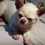 Chihuahua Copito, 12/2020, ca. 25 cm, 29303 Lohheide