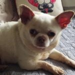 Chihuahua Copito, 12/2020, ca. 25 cm, 29303 Lohheide