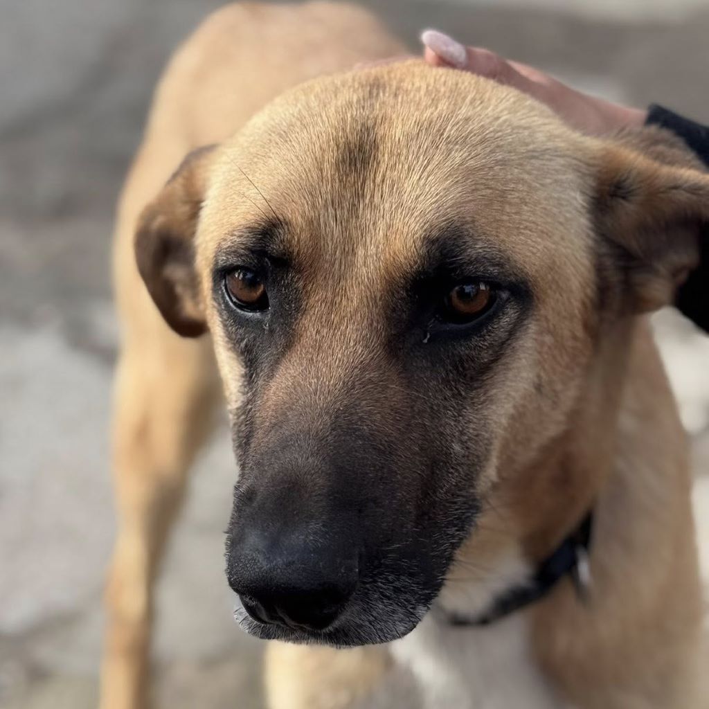 Malinois Mischling Cuba, 04/2024, ca. 65 cm