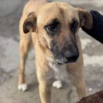 Malinois Mischling Cuba, 04/2024, ca. 65 cm