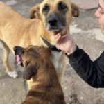 Malinois Mischling Cuba, 04/2024, ca. 65 cm