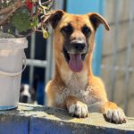 Malinois Mischling Cuba, 04/2024, ca. 65 cm