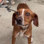 Podenco Mischling Curra, 06/2023, ca. 48 cm