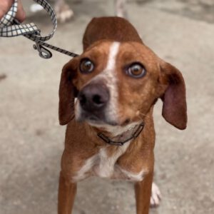 Podenco Mischling Curra, 06/2023, ca. 48 cm