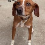 Podenco Mischling Curra, 06/2023, ca. 48 cm