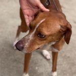 Podenco Mischling Curra, 06/2023, ca. 48 cm