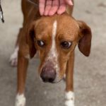 Podenco Mischling Curra, 06/2023, ca. 48 cm