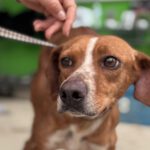 Podenco Mischling Curra, 06/2023, ca. 48 cm