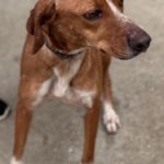 Podenco Mischling Curra, 06/2023, ca. 48 cm