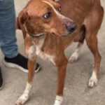 Podenco Mischling Curra, 06/2023, ca. 48 cm