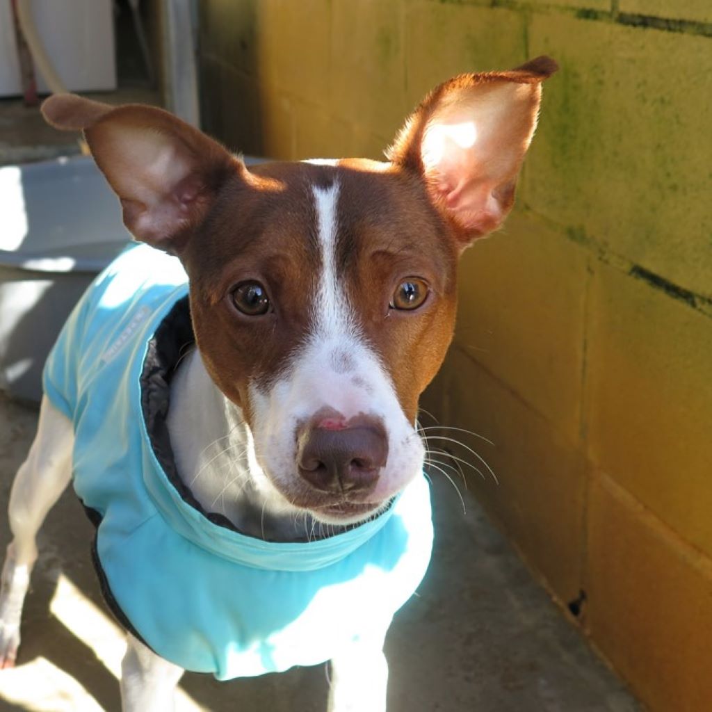 Bodeguero Mischling Curro, 09/2024, ca. 40 cm