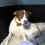 Bodeguero Mischling Curro, 09/2024, ca. 40 cm