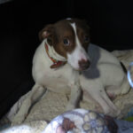 Bodeguero Mischling Curro, 09/2024, ca. 40 cm