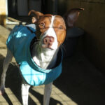 Bodeguero Mischling Curro, 09/2024, ca. 40 cm