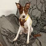 Bodeguero Mischling Curro, 09/2024, ca. 40 cm