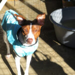 Bodeguero Mischling Curro, 09/2024, ca. 40 cm