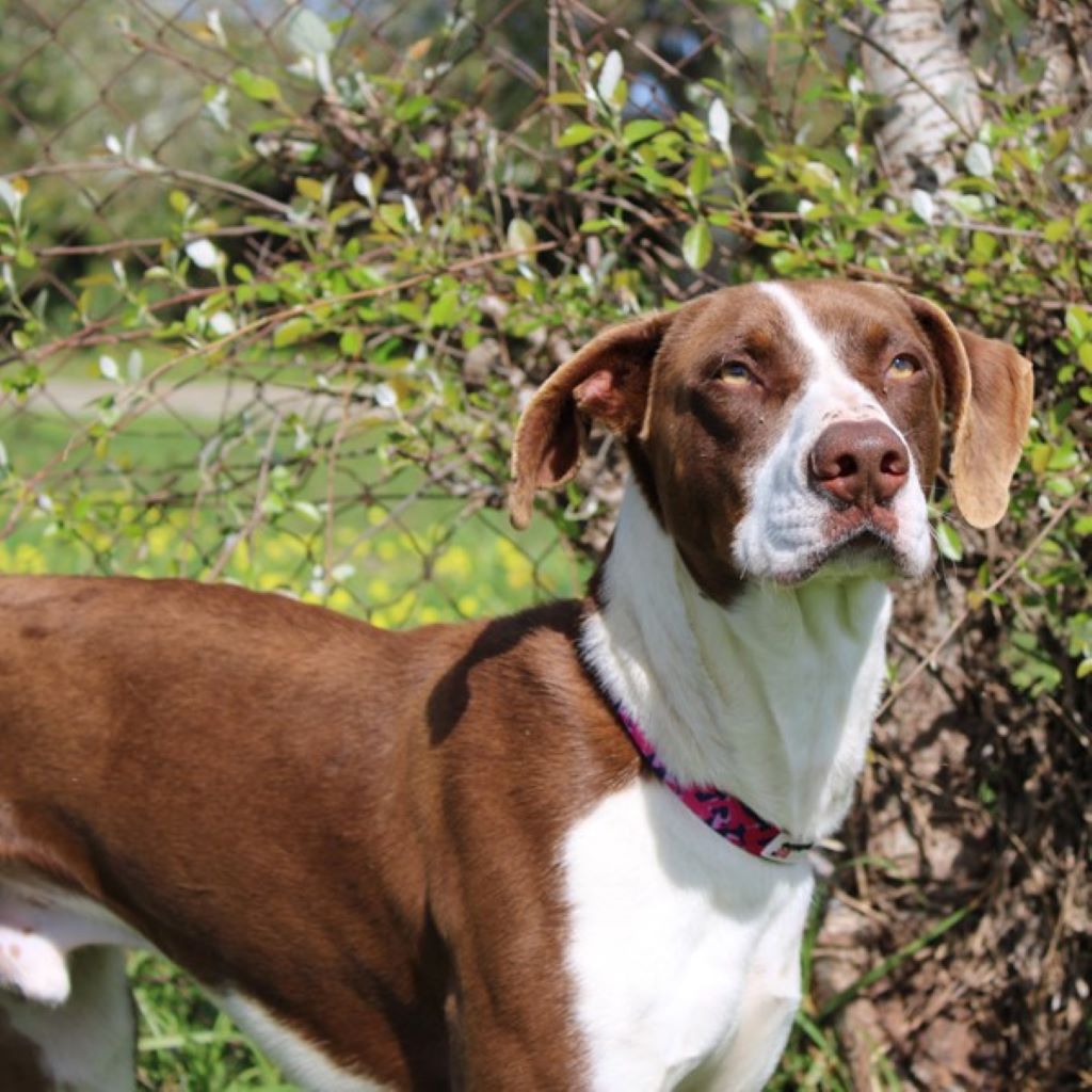 Mischling Dali, 09/2024, ca. 62 cm