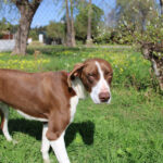 Mischling Dali, 09/2024, ca. 62 cm